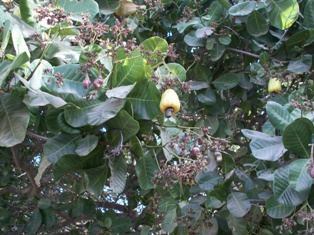 cashew