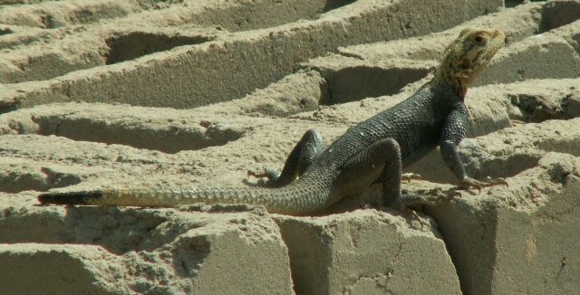 lizard