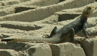 lizard
