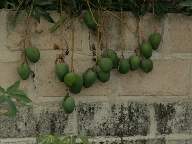 tuinthe2