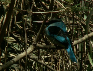ijsvogeltje